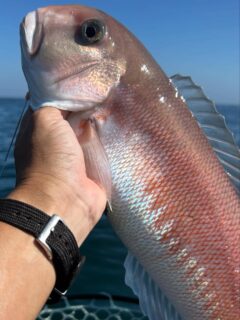 White tilefish and File fish, these are the autumn delicacy fish here in Osaka bay. #tilefish #filefish