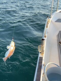 He finally got his dream fish the white tilefish. #tilefish #fishingjapan #tairubber #fishinglifeawaji