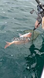 Captain’s Day Off #madai #fishingjapan #osakabay