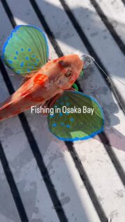 #fishingjapan #osakabay #searobin #houbou